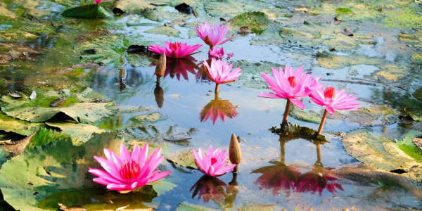 Patchwork StreetBridge Receives Federal 501(c)(3) Public Charity Designation